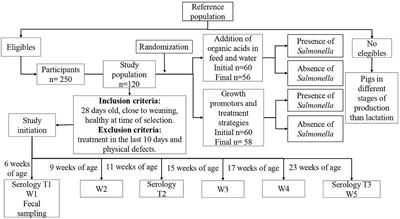 Pilot study of the productivity and Salmonella seroprevalence in pigs administered organic acids